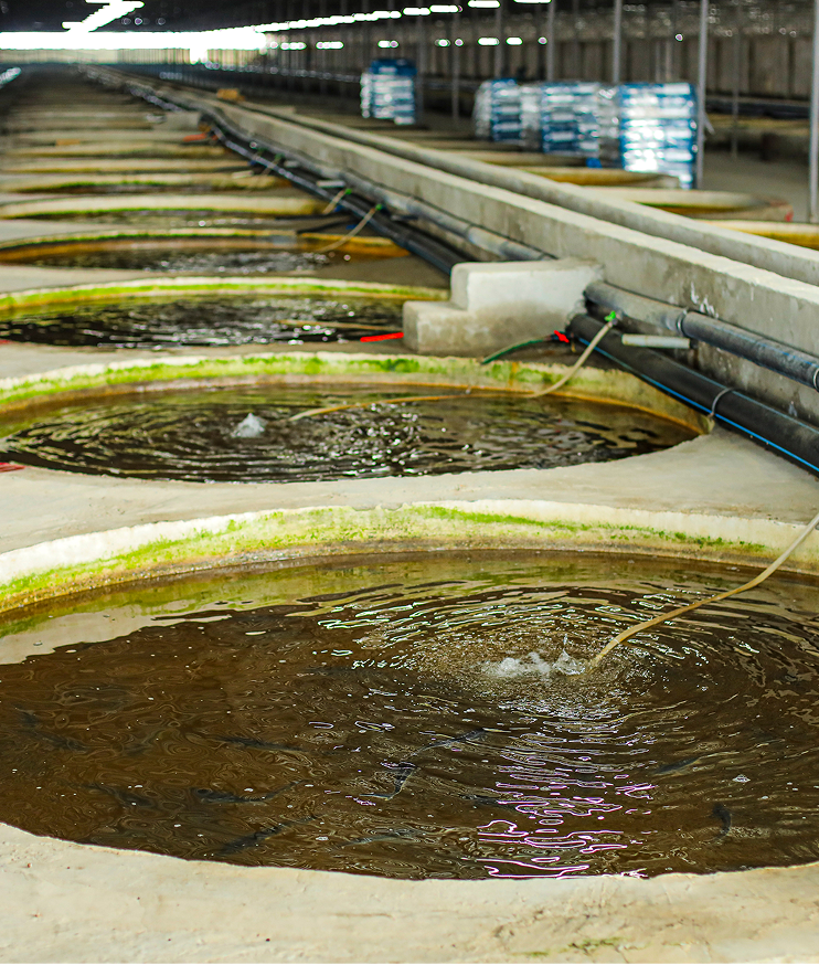 Akvakultura nədir və niyə vacibdir?